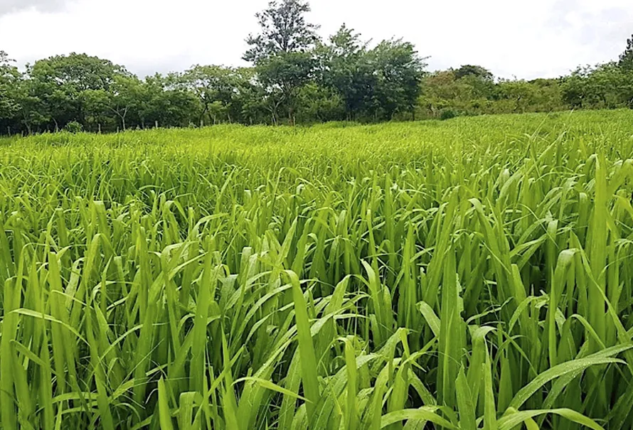 Avianca Pasto Office in Colombia